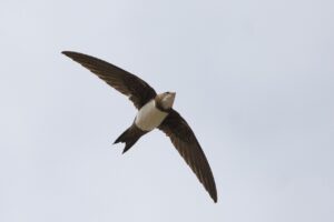 Alpine_Swift by Mike Prince CC BY 2.0 via Wikimedia Commons