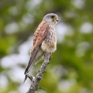 Kestrel