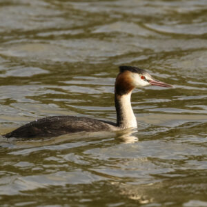Great Crested Grebe