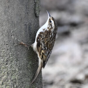 Eurasian Treecreeper