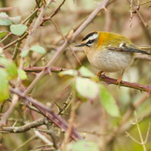 Goldcrest