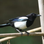 Magpie