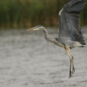 Grey Heron