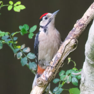 Great Spotted Woodpecker
