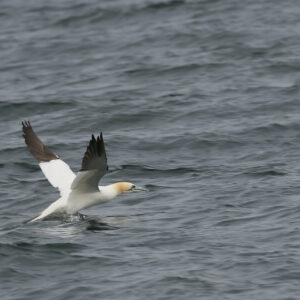 Gannet
