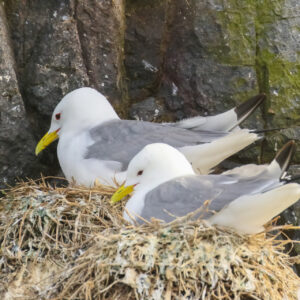 Kittiwake