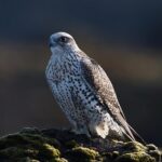 Gyr Falcon