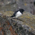 Little Auk