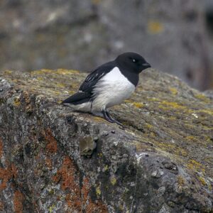 Little Auk