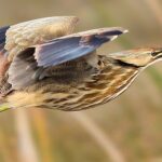 American Bittern