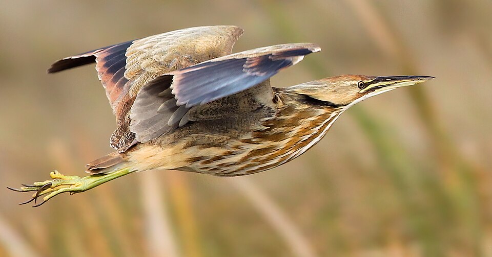 American Bittern
