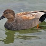 Gadwall
