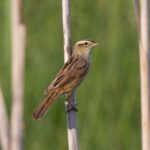 Aquatic Warbler