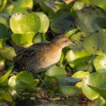 Baillon’s Crake