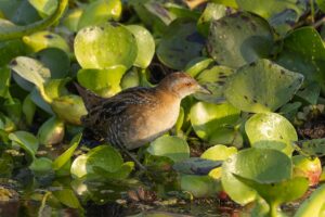 Baillon's Crake