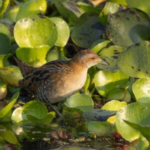 960px-Baillon's_Crake_by_Tisha_Mukherjee_06 Baillon's Crake