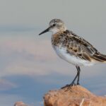 Little Stint
