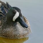 Blue-winged Teal