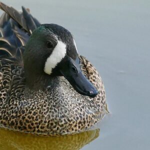 Blue-winged Teal