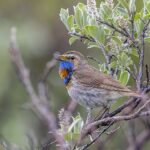 Bluethroat