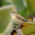 Blyth’s Reed Warbler
