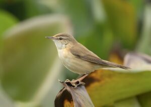 Blythe's Reed Warbler