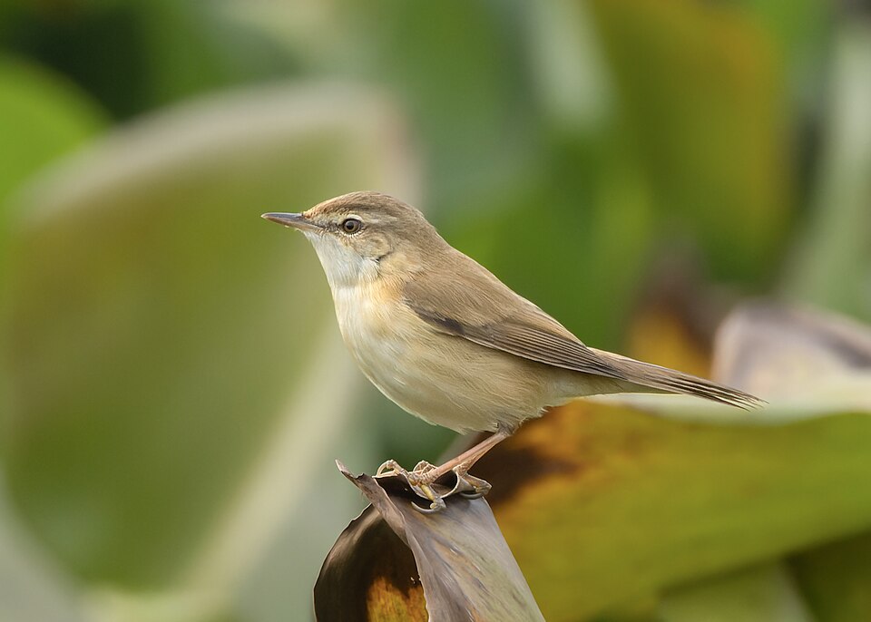Blythe's Reed Warbler