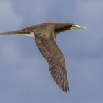 Brown Booby