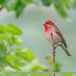 Common Rosefinch
