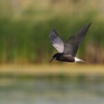 Black Tern