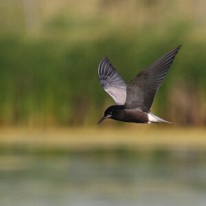 Black Tern