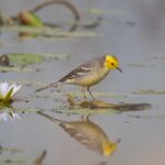 Citrine Wagtail