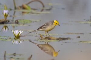 Citrine_Wagtail_by_Tisha_Mukherjee CC BY-SA 4.0, via Wikimedia Commons