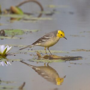 Citrine_Wagtail_by_Tisha_Mukherjee CC BY-SA 4.0, via Wikimedia Commons