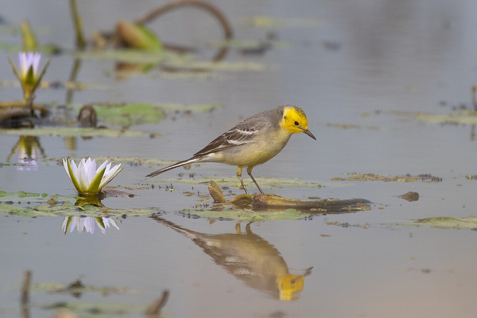 Citrine_Wagtail_by_Tisha_Mukherjee CC BY-SA 4.0, via Wikimedia Commons