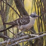 Great Spotted Cuckoo