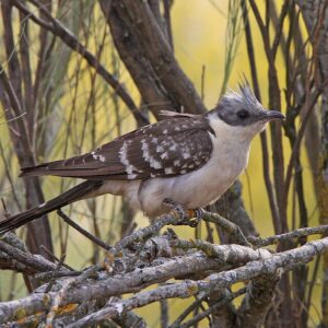 960px-Clamator_glandarius_91766142 Great Spotted Cuckoo