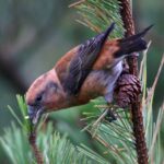 Common Crossbill