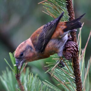 Common_Crossbill_(Loxia_curvirostra),_Baltasound_-_geograph.org.uk_-_3812969 Common Crossbill
