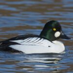 Goldeneye