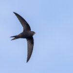 Common Swift