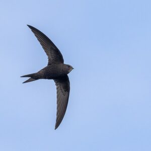 960px-Common_swift_2024_04_21 Common Swift