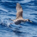 Cory’s Shearwater