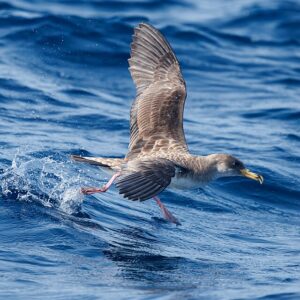 960px-Cory's_shearwater Cory’s Shearwater