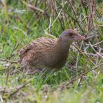 Corncrake