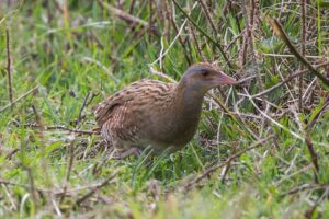 Corncrake