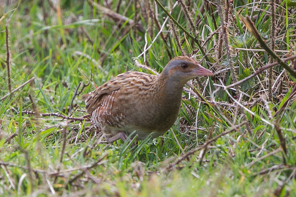 Corncrake