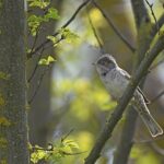 Barred Warbler