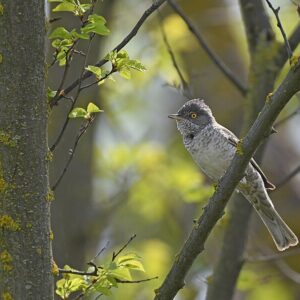 Barred Warbler