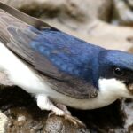 House Martin